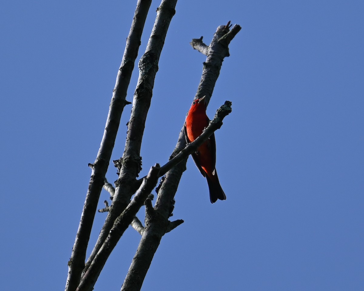 Scarlet Tanager - ML619593015