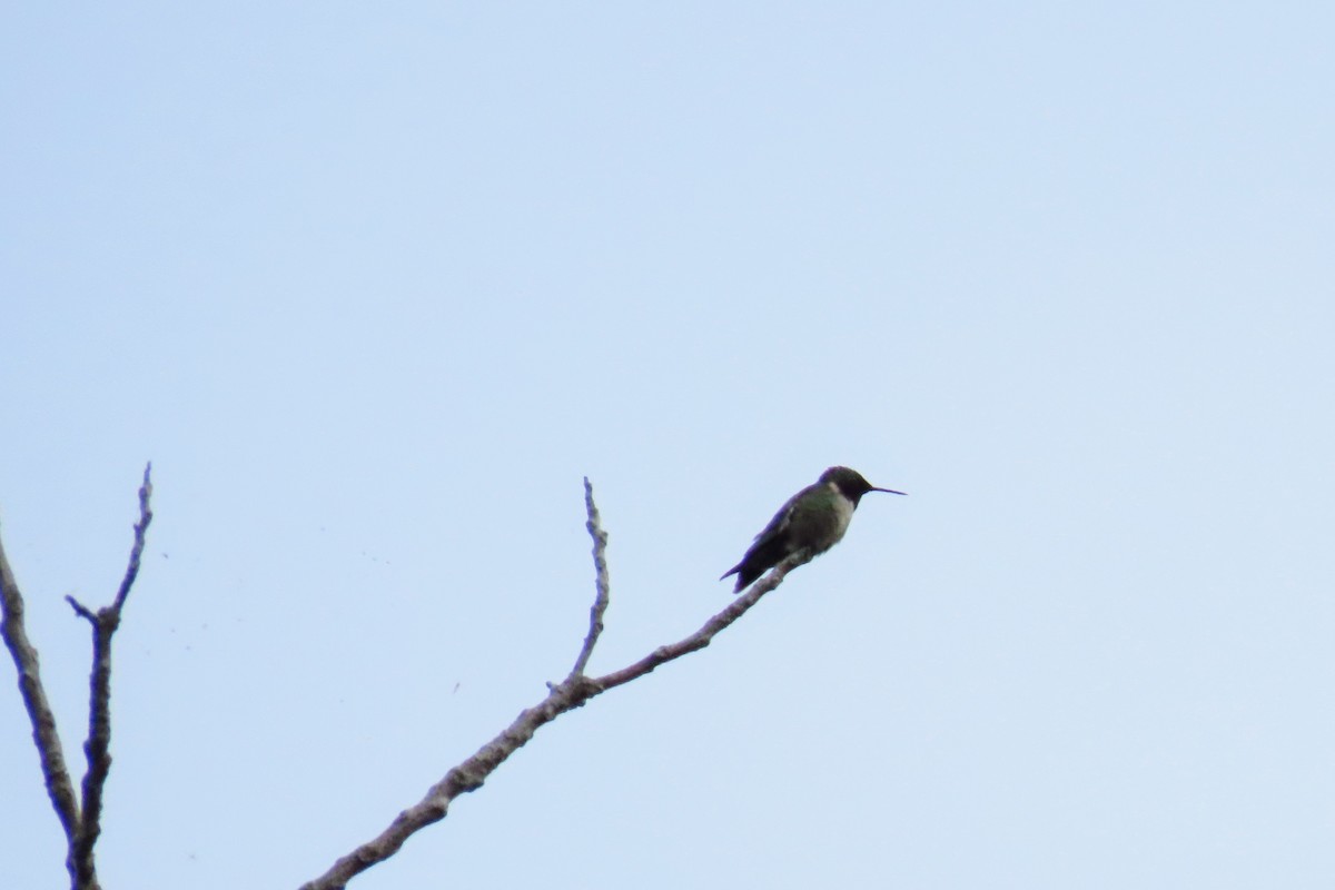 Ruby-throated Hummingbird - ML619593055