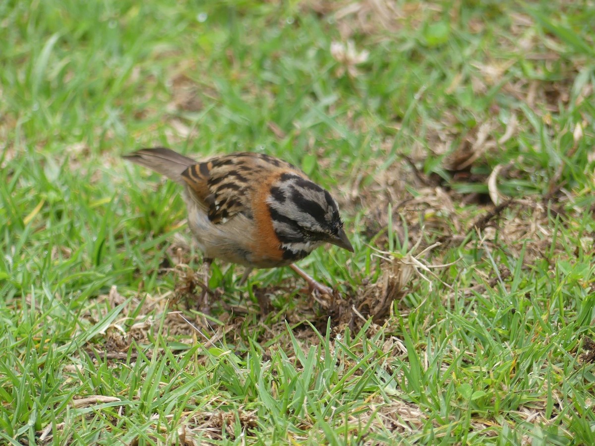 Rufous-collared Sparrow - ML619593068