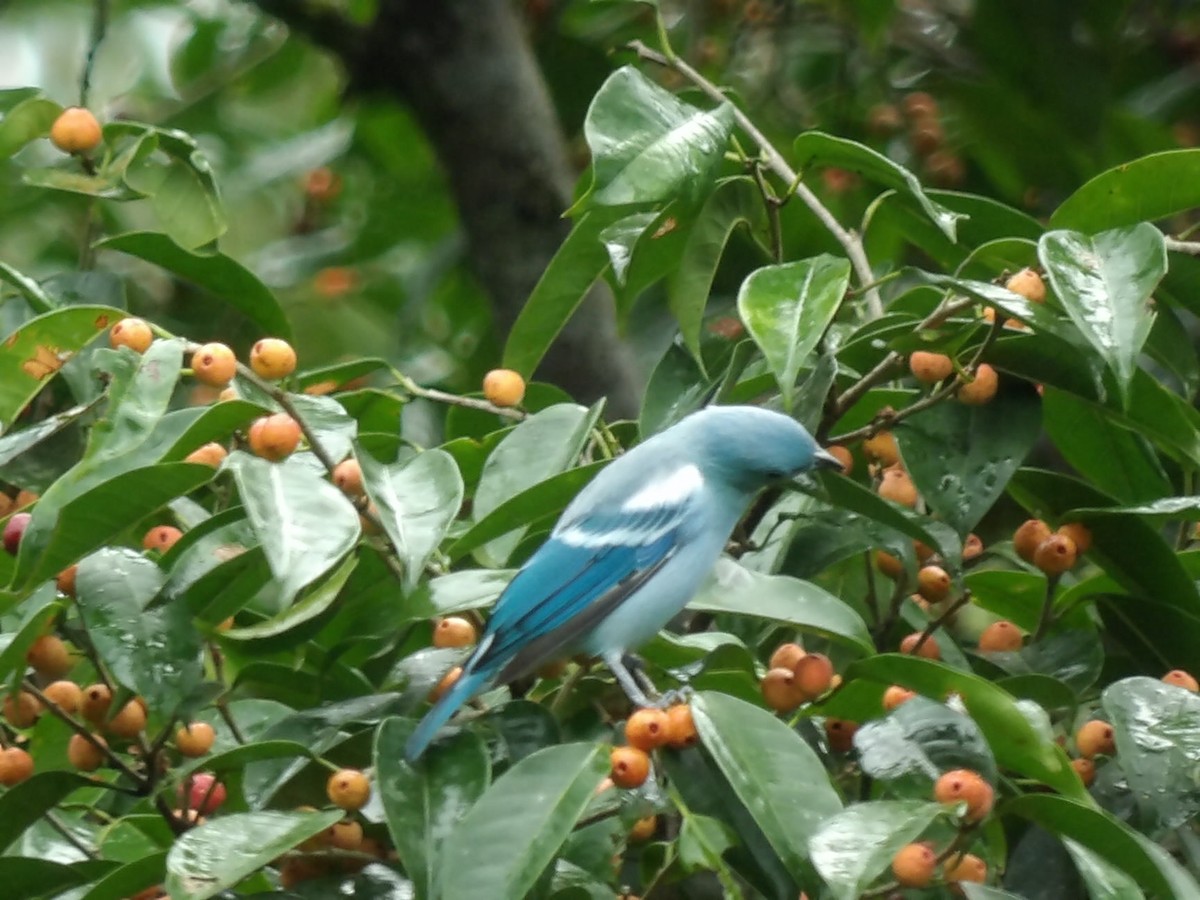 Blue-gray Tanager - ML619593097
