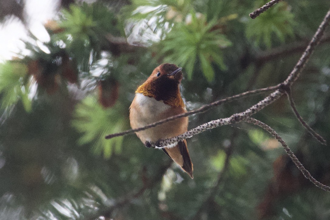 Rufous Hummingbird - ML619593162