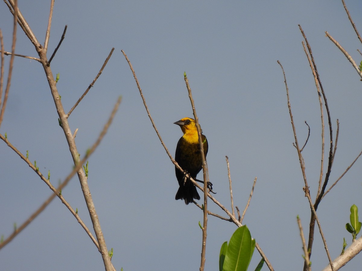 Yellow-hooded Blackbird - ML619593170