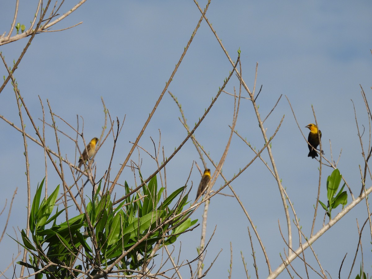 Yellow-hooded Blackbird - ML619593171