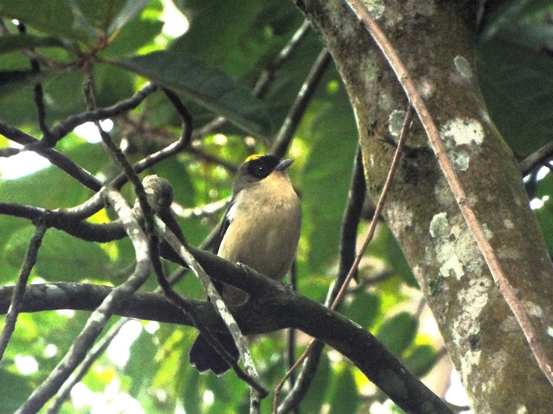 Black-goggled Tanager - ML619593181