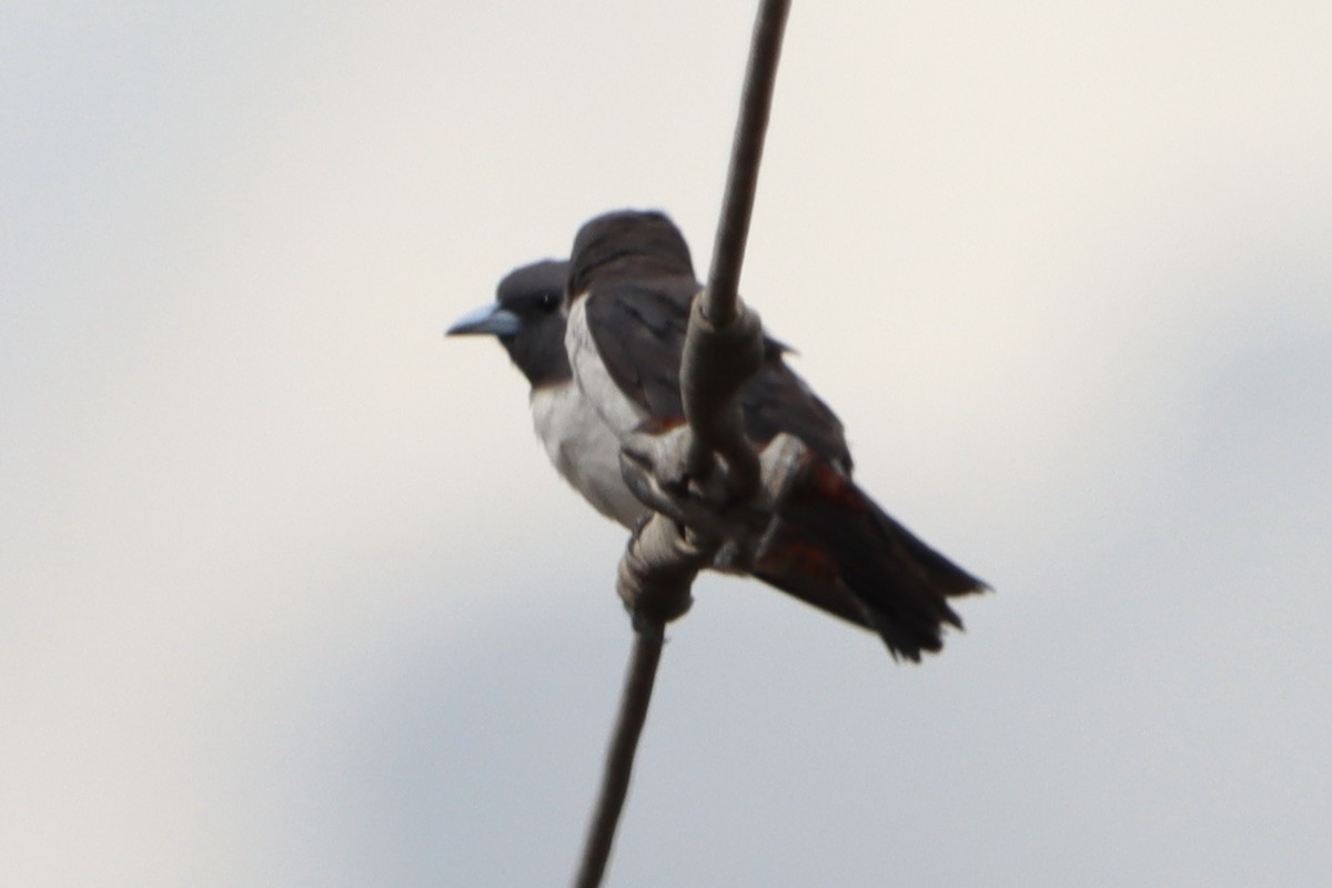 White-breasted Woodswallow - ML619593197