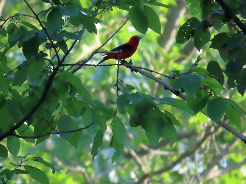 Scarlet Tanager - ML619593226