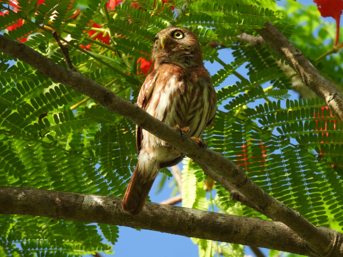 Ferruginous Pygmy-Owl - ML619593240