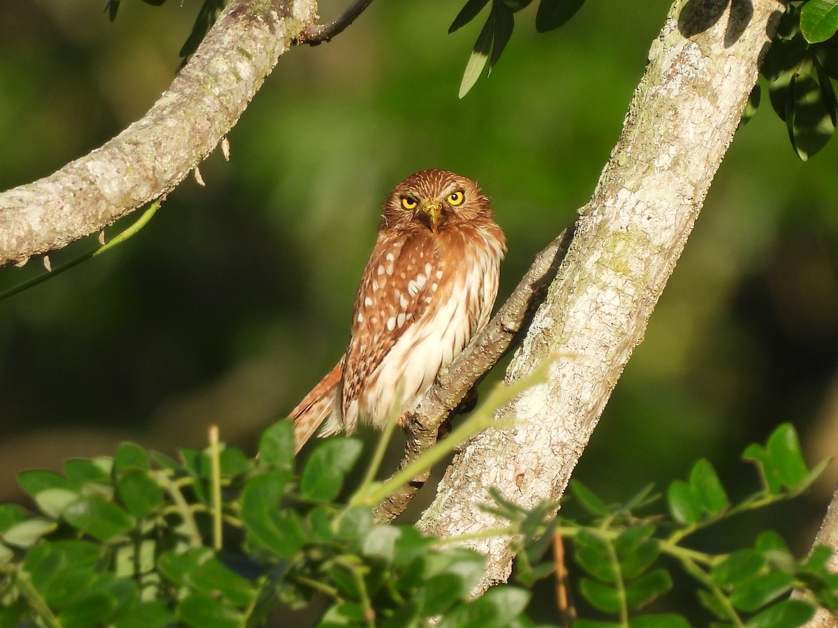 Ferruginous Pygmy-Owl - ML619593245