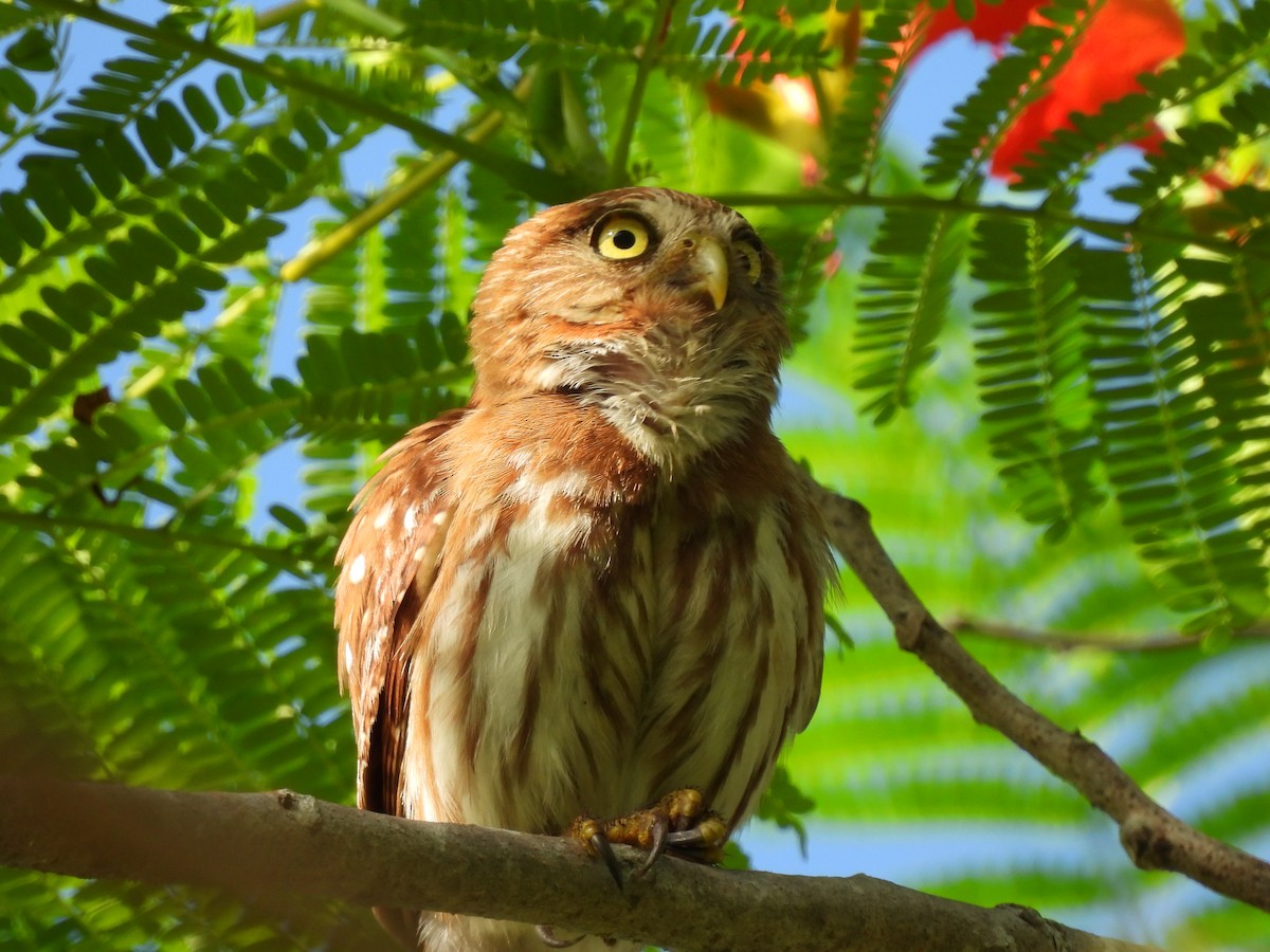 Ferruginous Pygmy-Owl - ML619593252