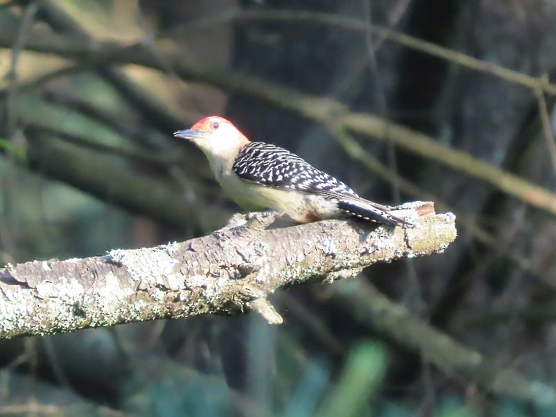 Red-bellied Woodpecker - ML619593299
