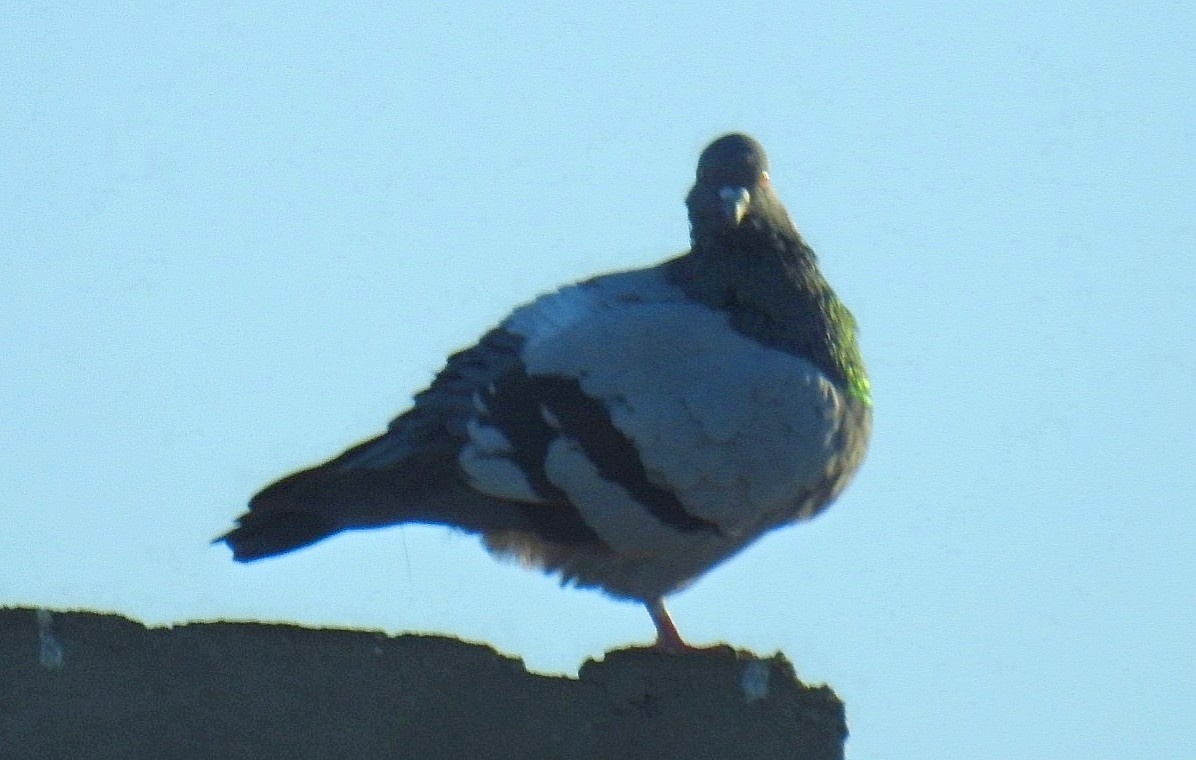Rock Pigeon (Feral Pigeon) - ML619593372