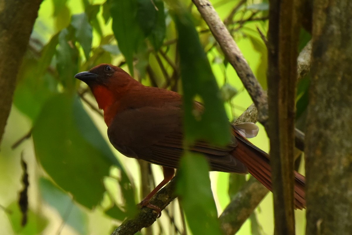 Red-throated Ant-Tanager - ML619593377