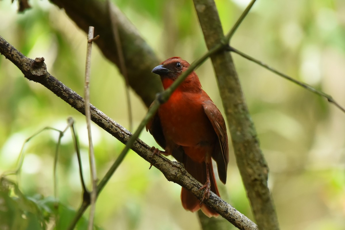 Red-throated Ant-Tanager - ML619593378