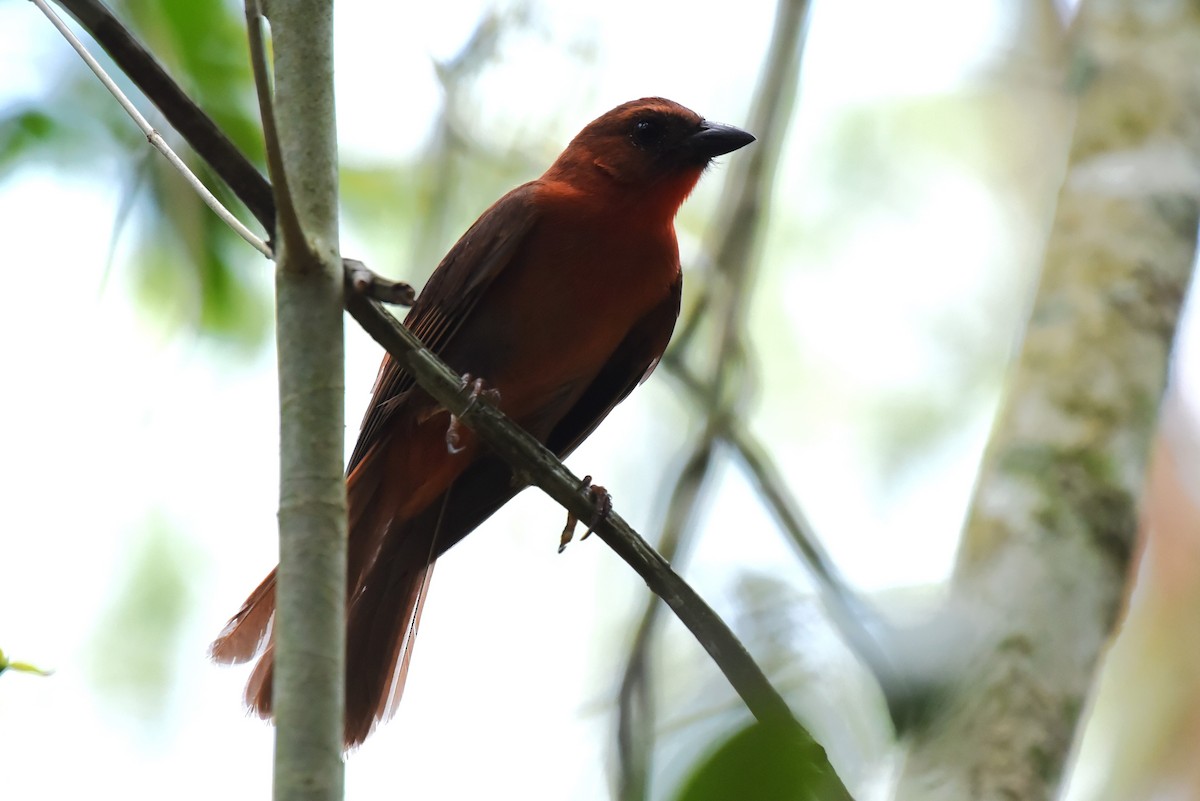 Red-throated Ant-Tanager - ML619593380
