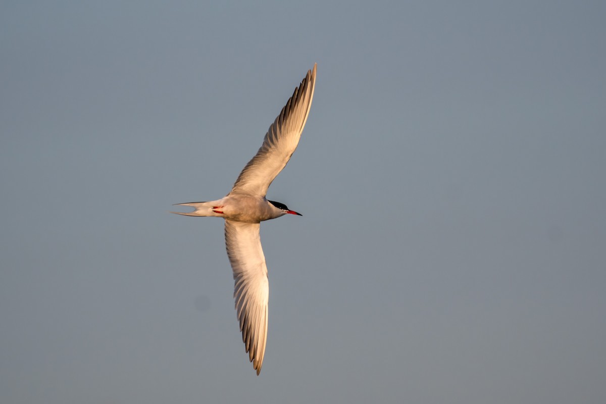 Common Tern - ML619593382