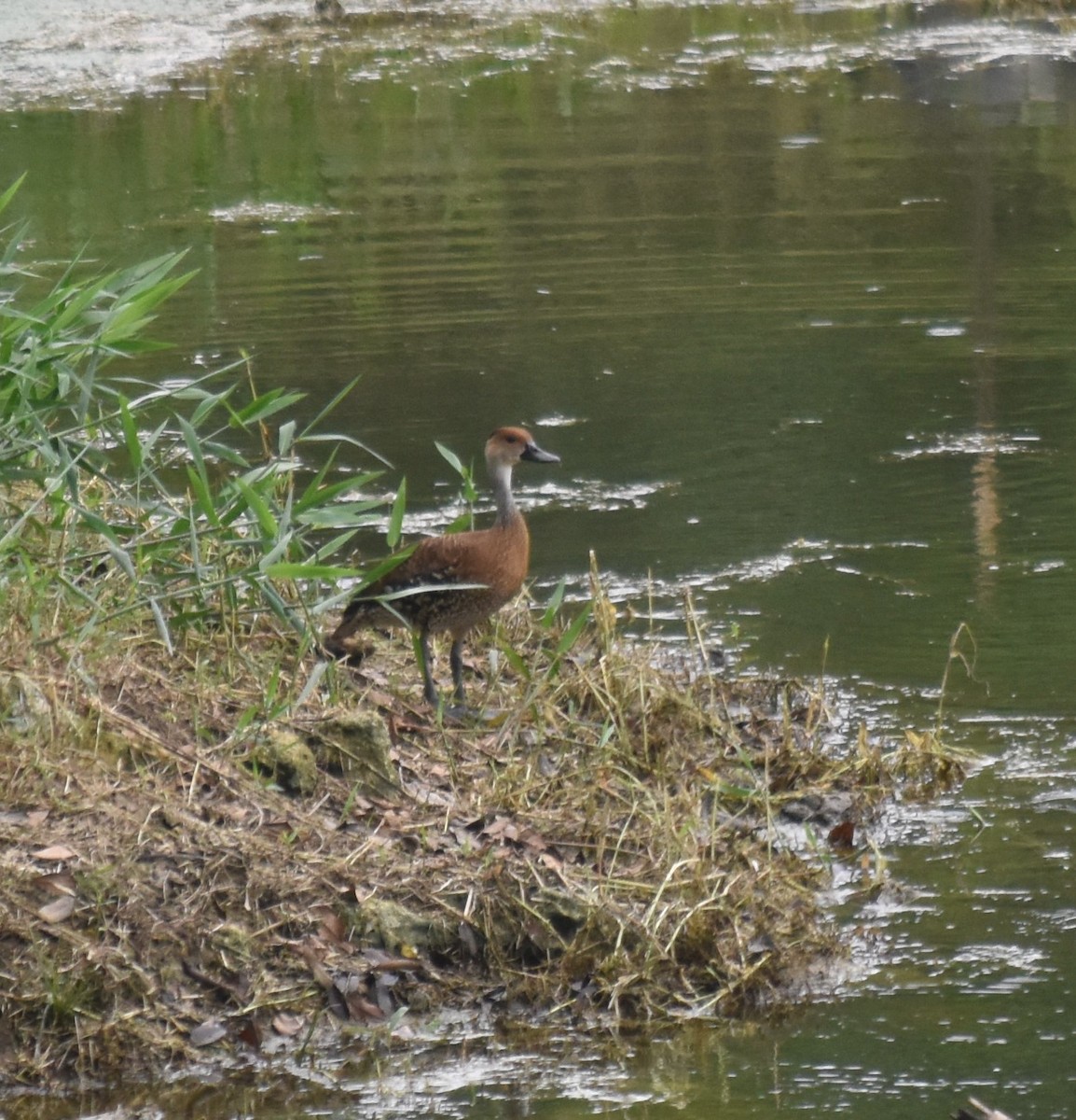 West Indian Whistling-Duck - ML619593389