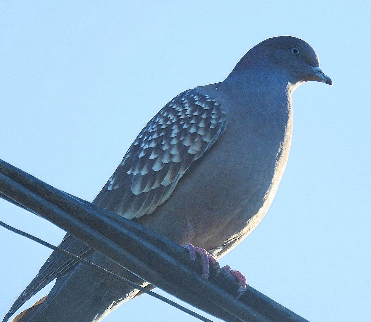 Spot-winged Pigeon - ML619593411