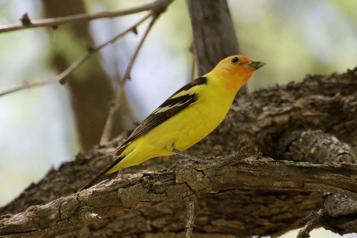 Western Tanager - ML619593425