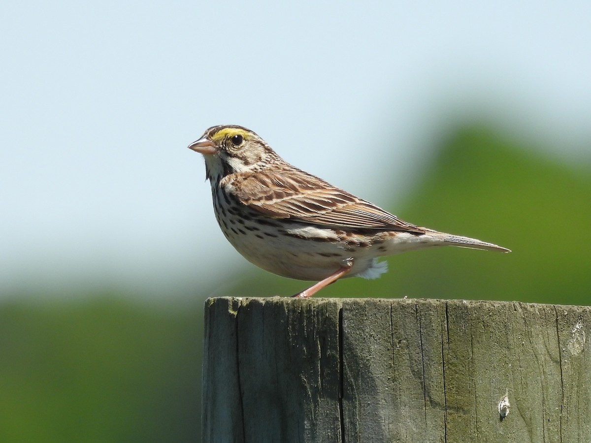 Savannah Sparrow - ML619593430