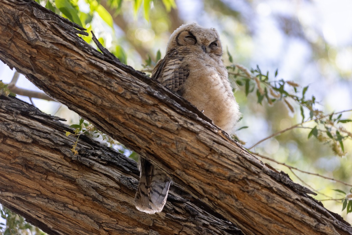 Great Horned Owl - ML619593436