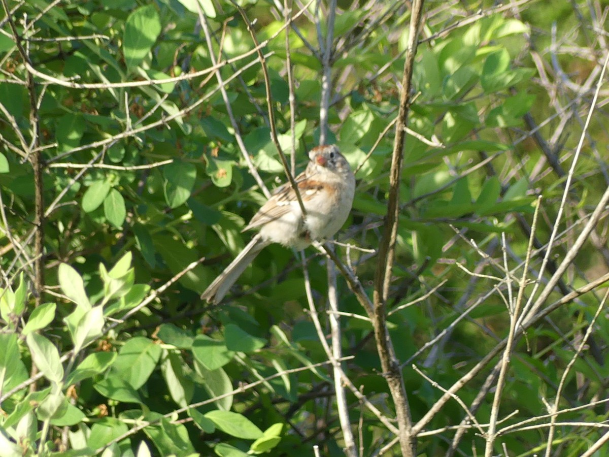 Field Sparrow - ML619593444