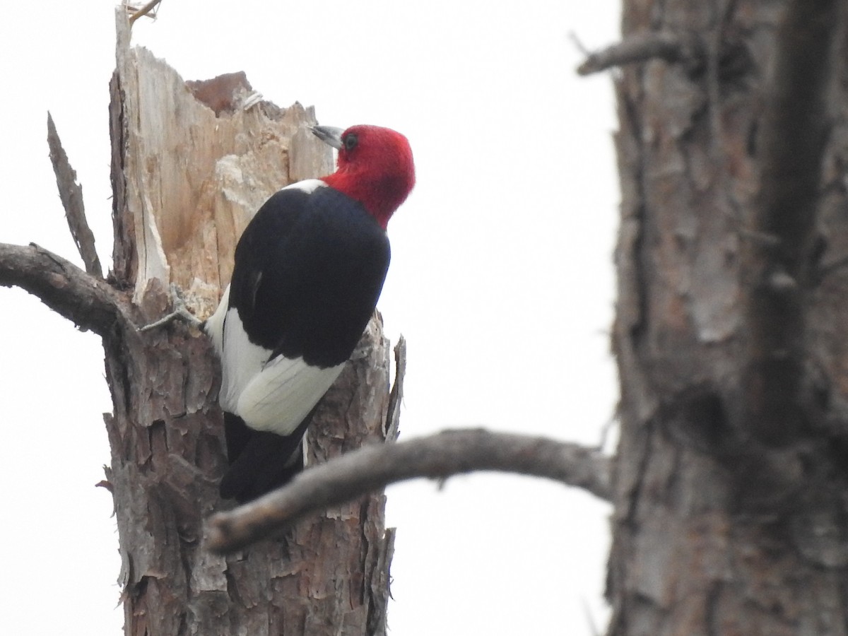 Red-headed Woodpecker - ML619593449