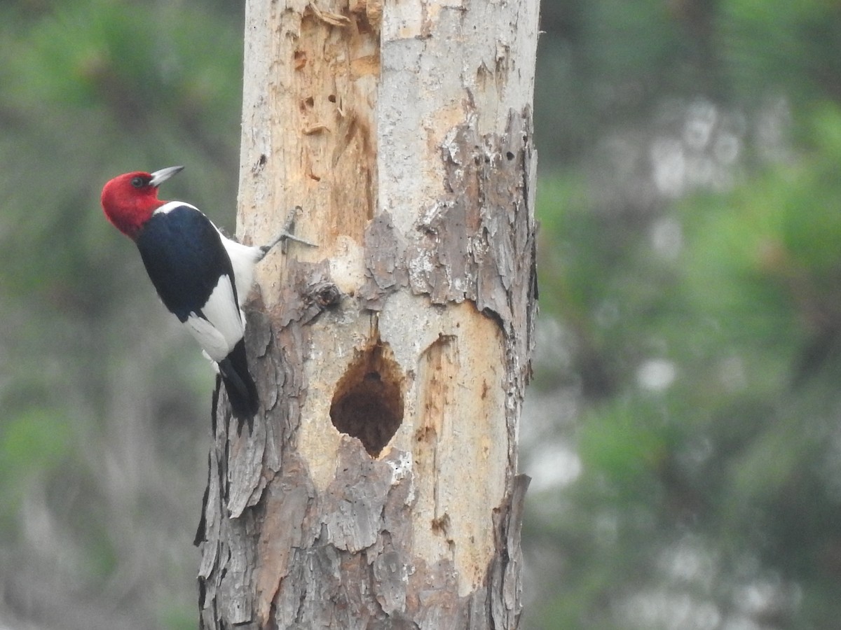 Red-headed Woodpecker - ML619593451