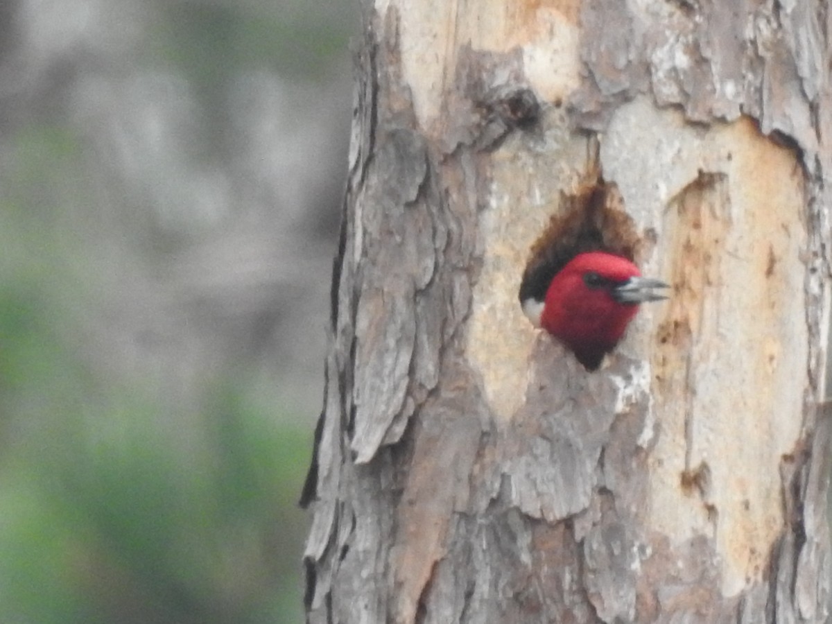 Red-headed Woodpecker - ML619593466