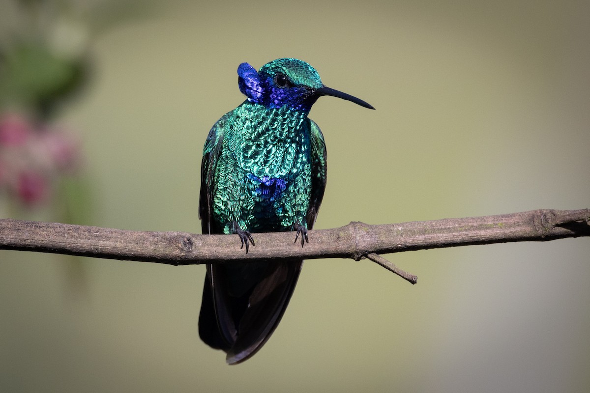 kolibřík modrolící - ML619593469