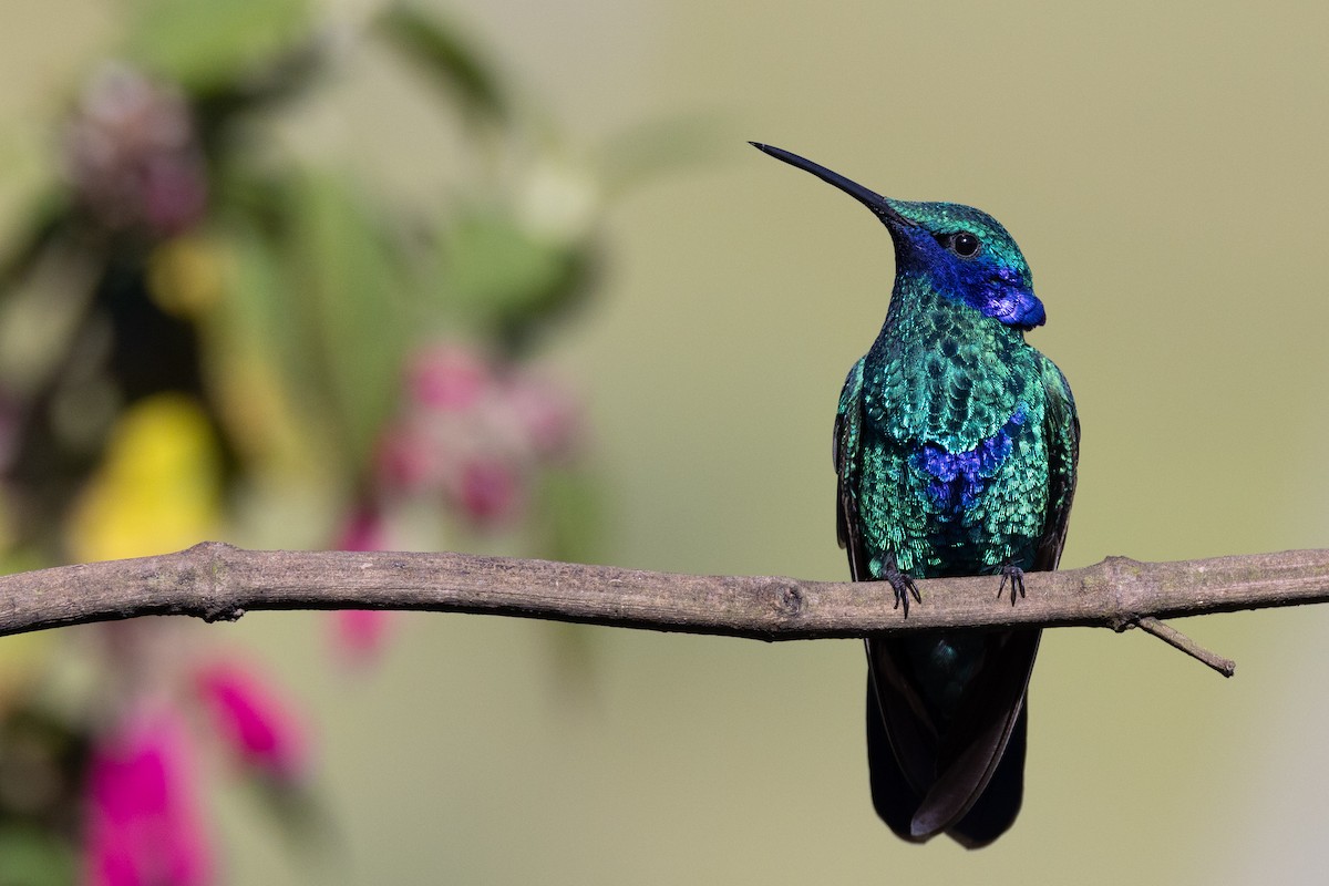 kolibřík modrolící - ML619593470