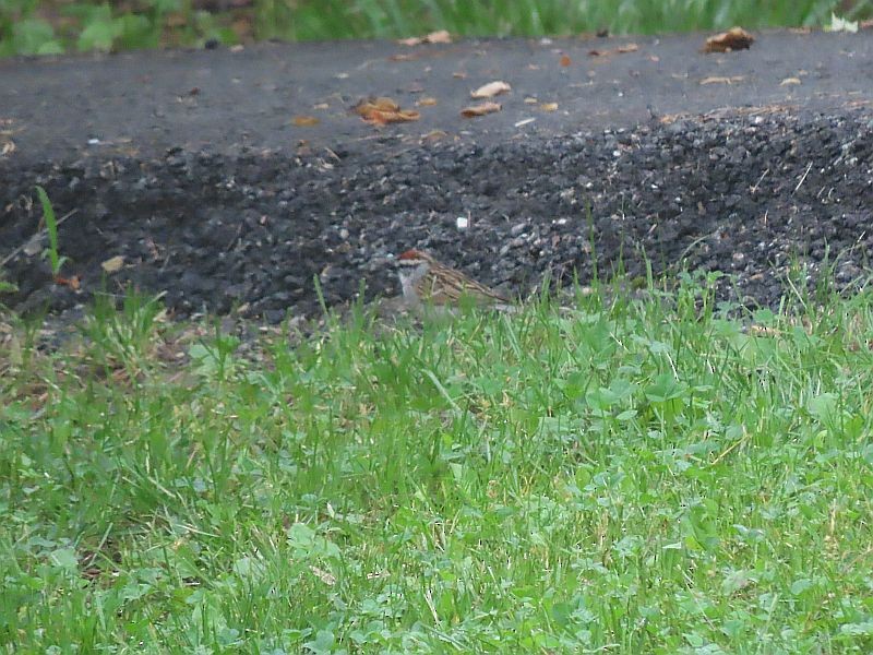 Chipping Sparrow - ML619593514