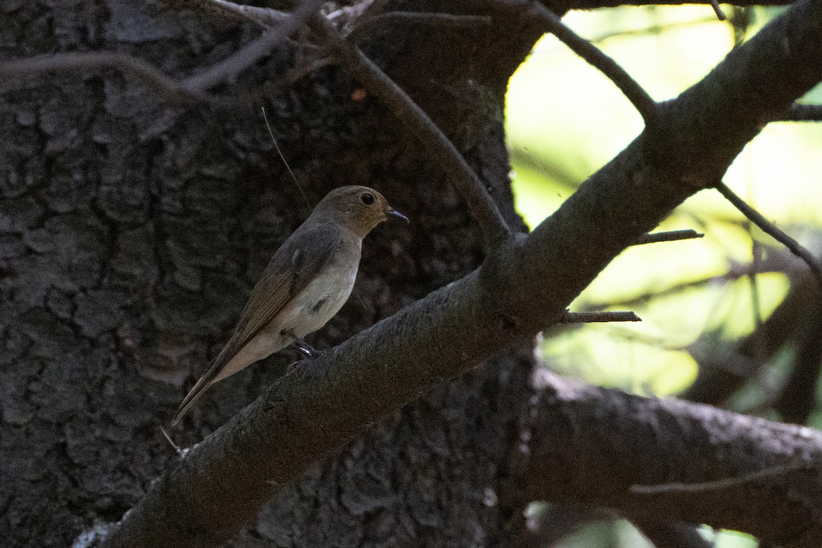Blue-and-white Flycatcher - ML619593515