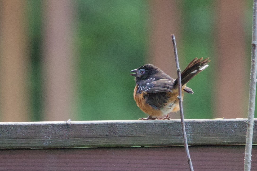 Spotted Towhee - ML619593519