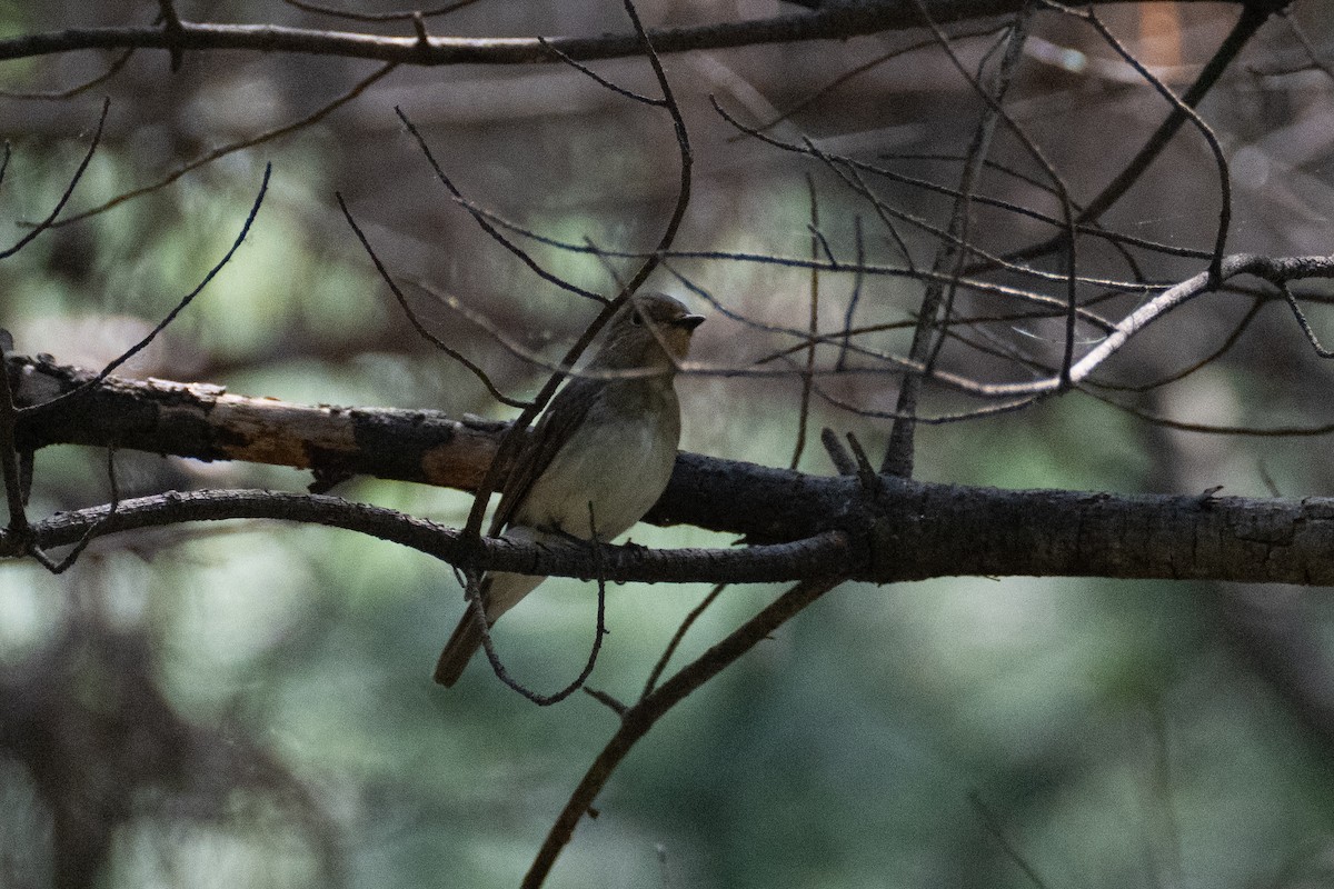 Blue-and-white Flycatcher - ML619593522