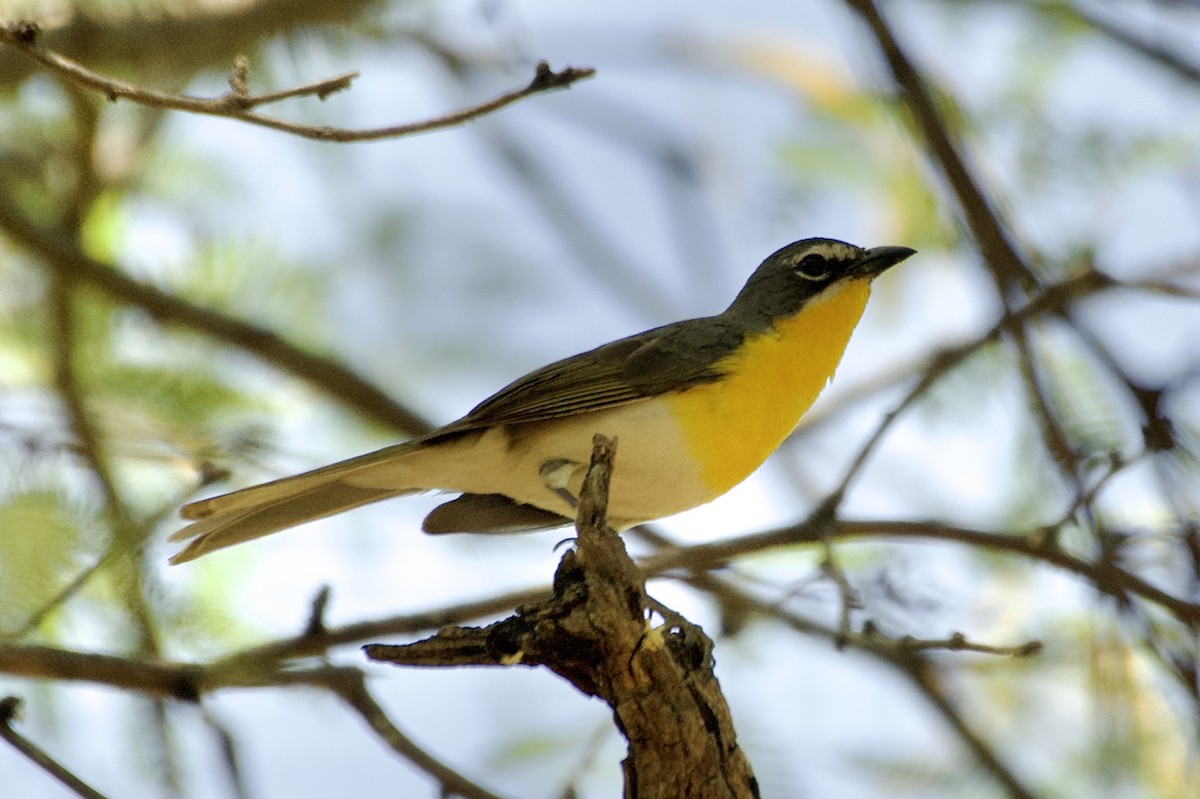Yellow-breasted Chat - ML619593524