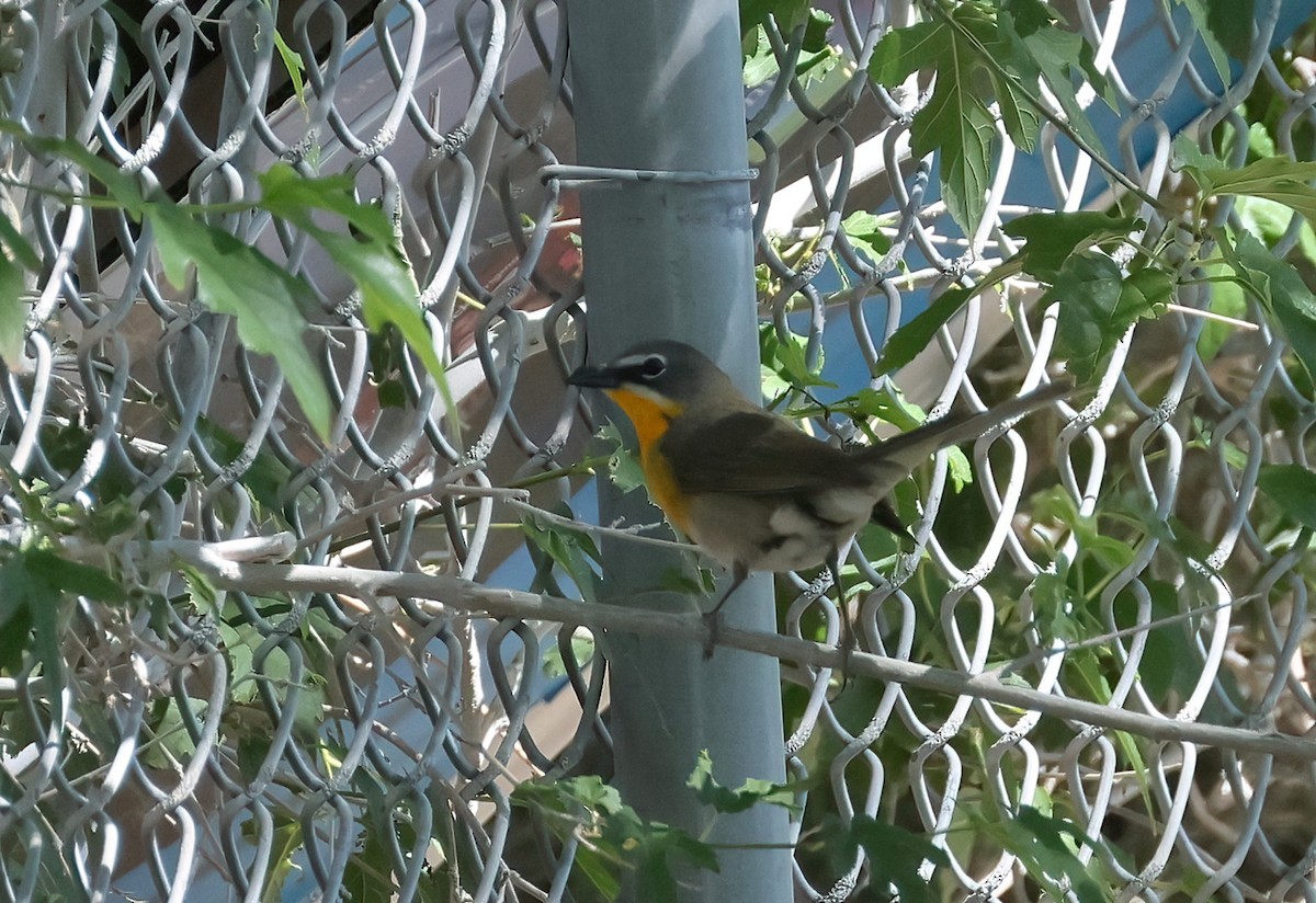 Yellow-breasted Chat - ML619593534