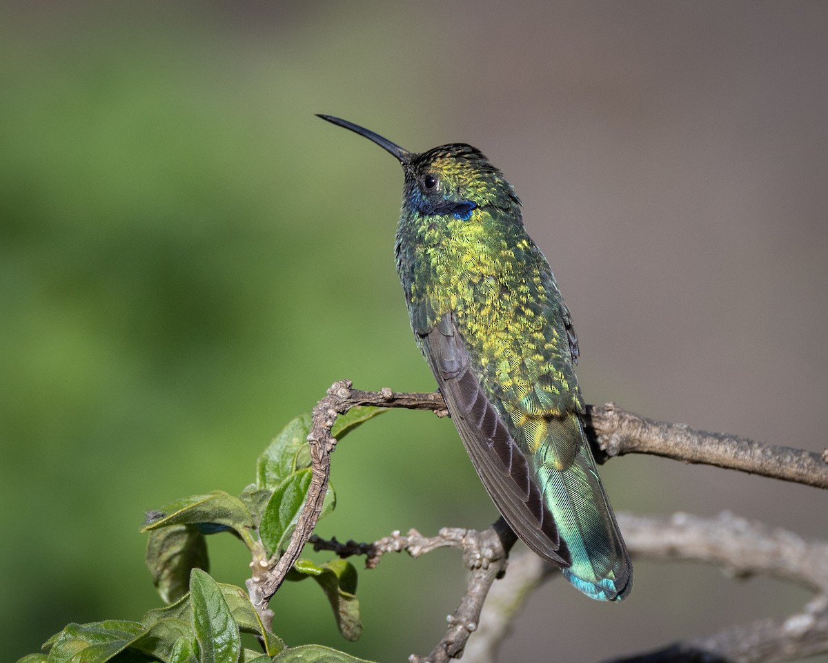 kolibřík modrolící - ML619593547