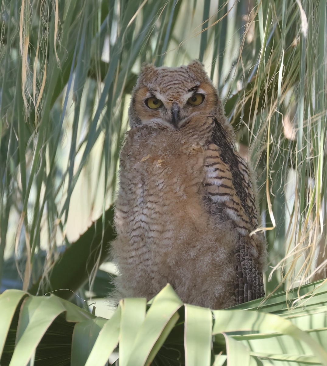 Great Horned Owl - ML619593550