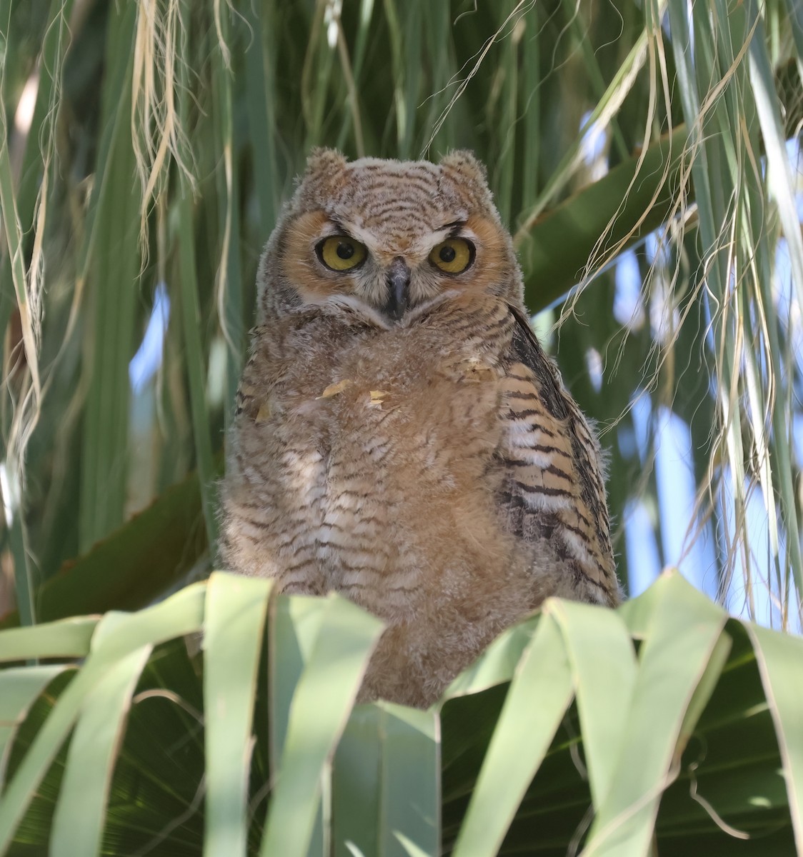 Great Horned Owl - ML619593551