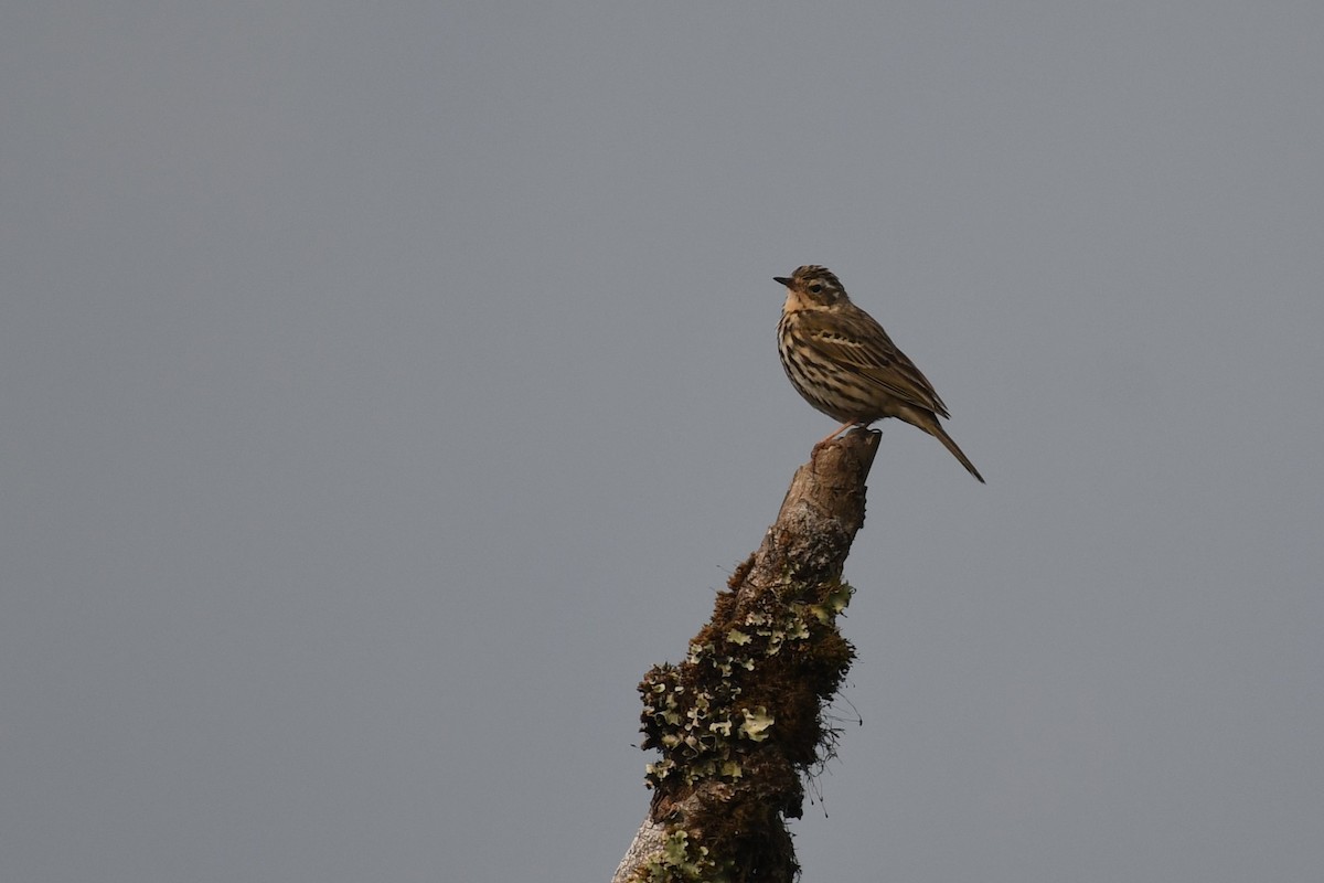 Olive-backed Pipit - ML619593590