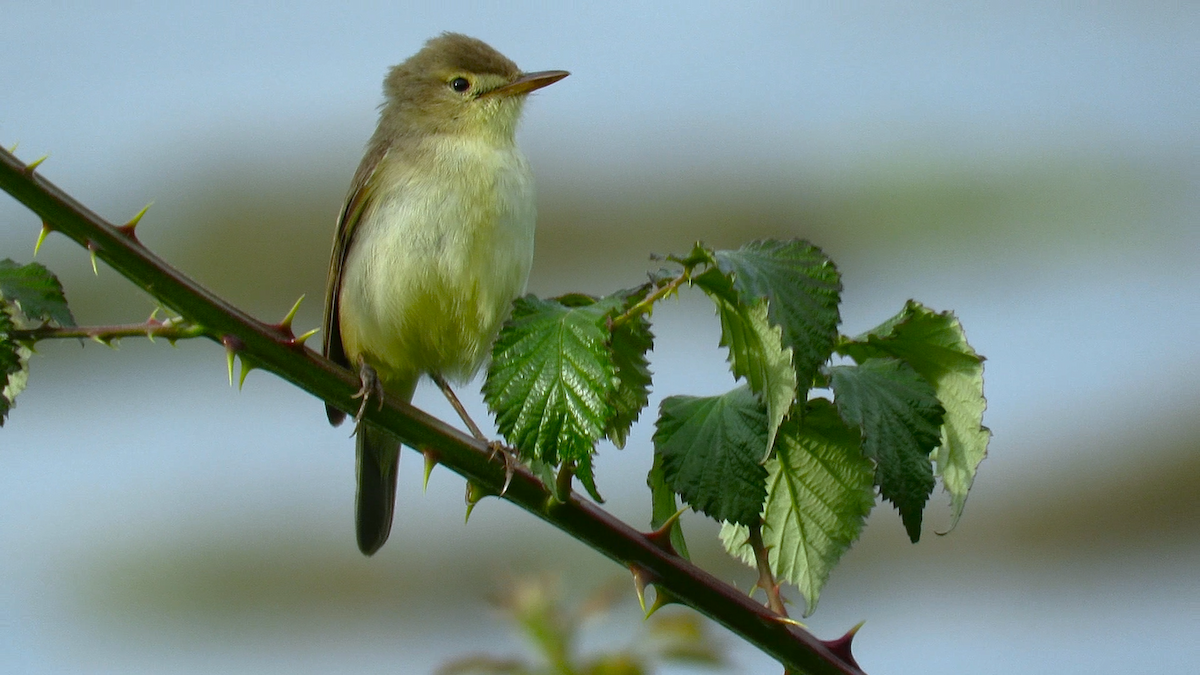 Melodious Warbler - ML619593596