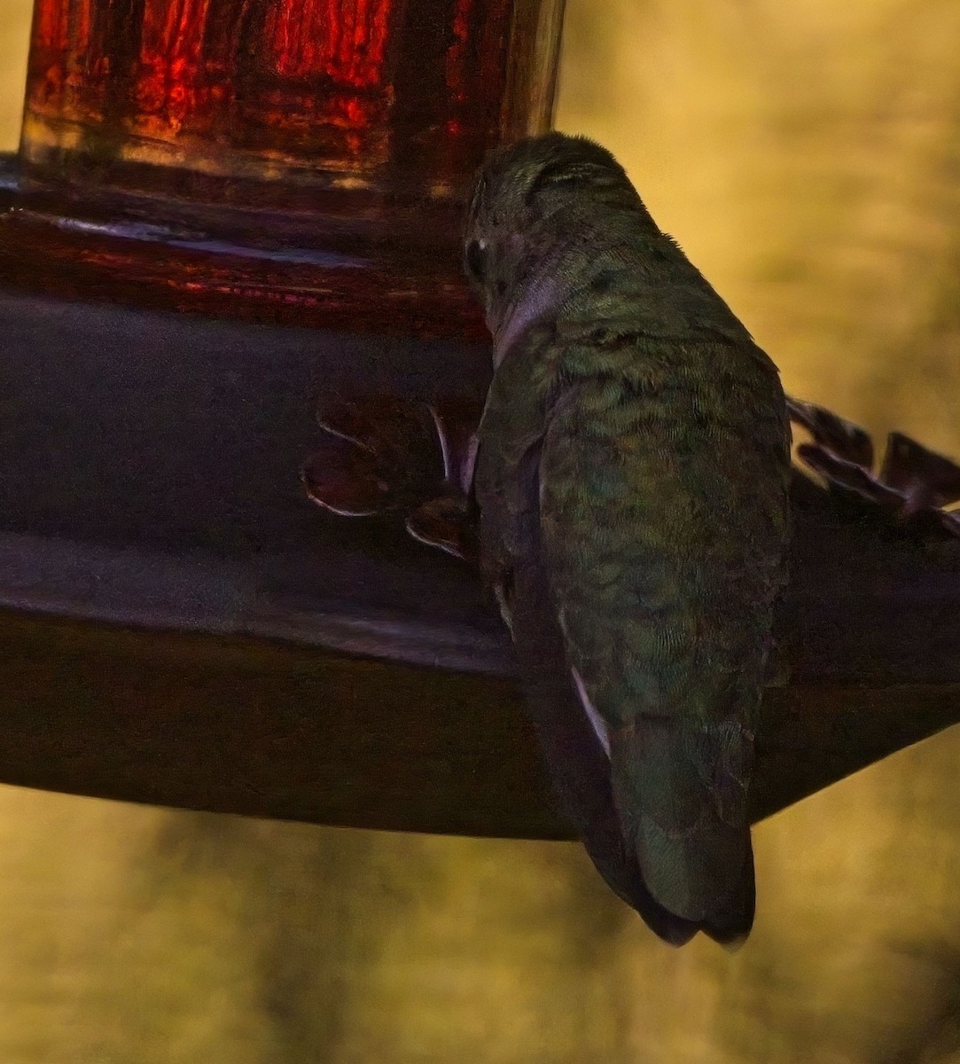 Black-chinned Hummingbird - ML619593632