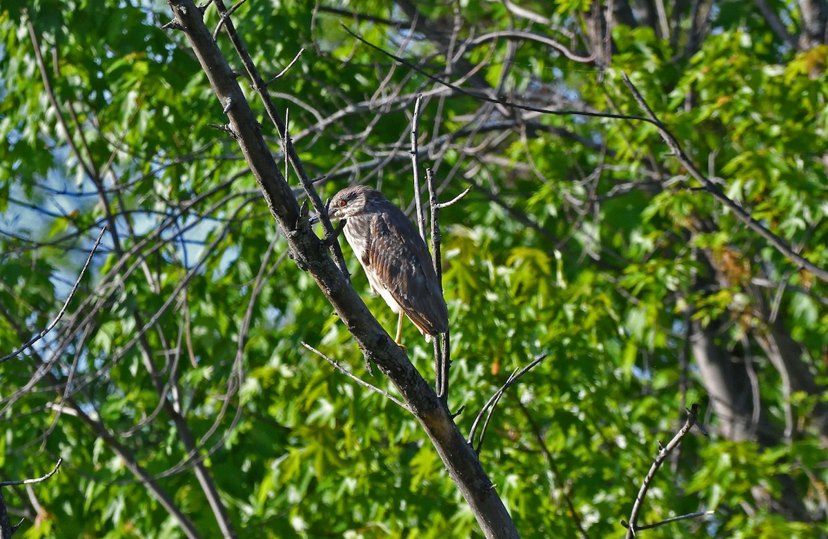 Black-crowned Night Heron - ML619593641