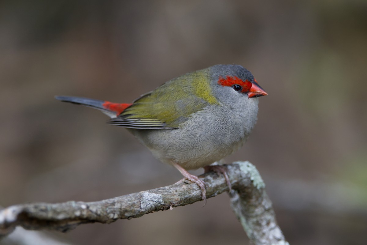 Red-browed Firetail - ML619593643