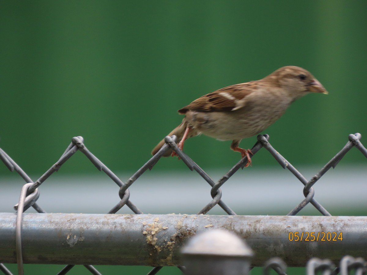 House Sparrow - ML619593659