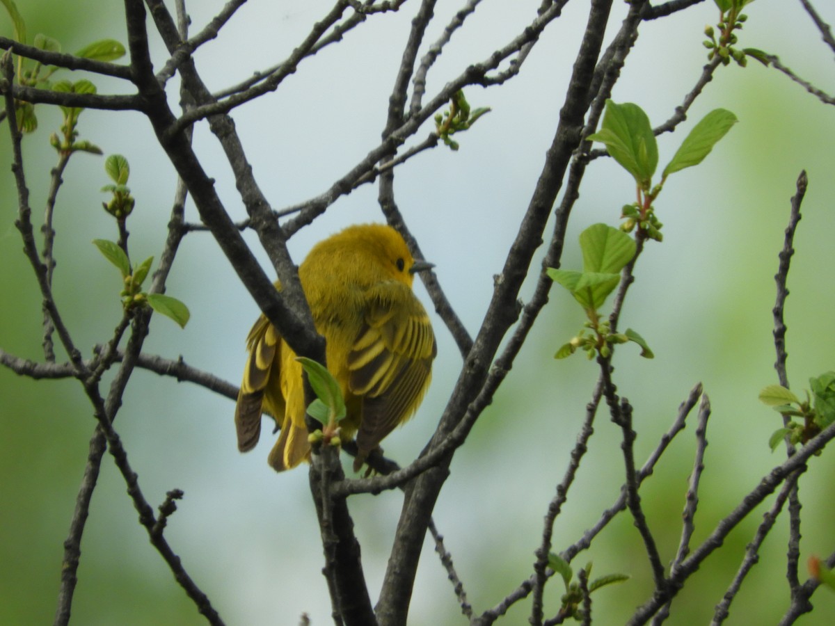 Yellow Warbler (Northern) - ML619593678