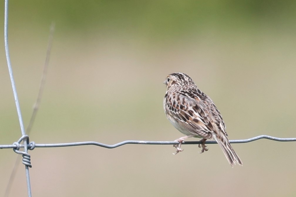 Grasshopper Sparrow - ML619593683