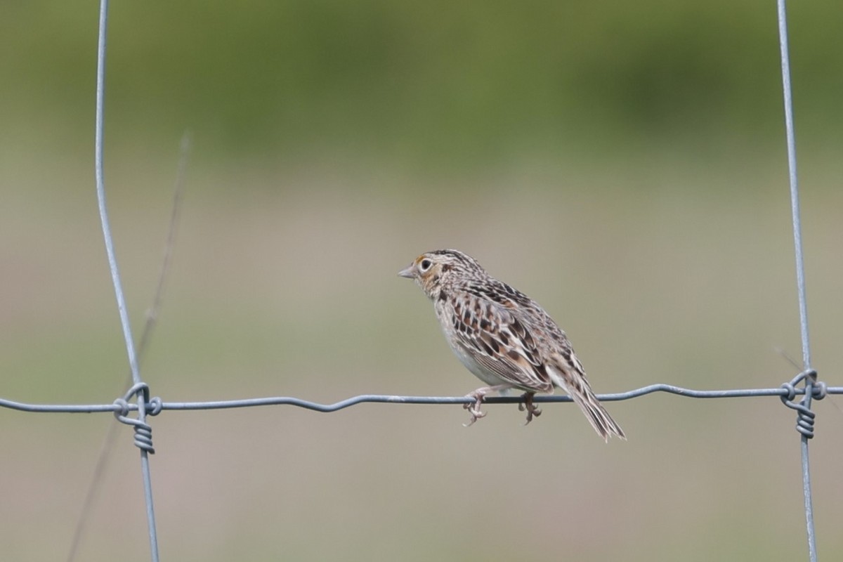 Grasshopper Sparrow - ML619593684