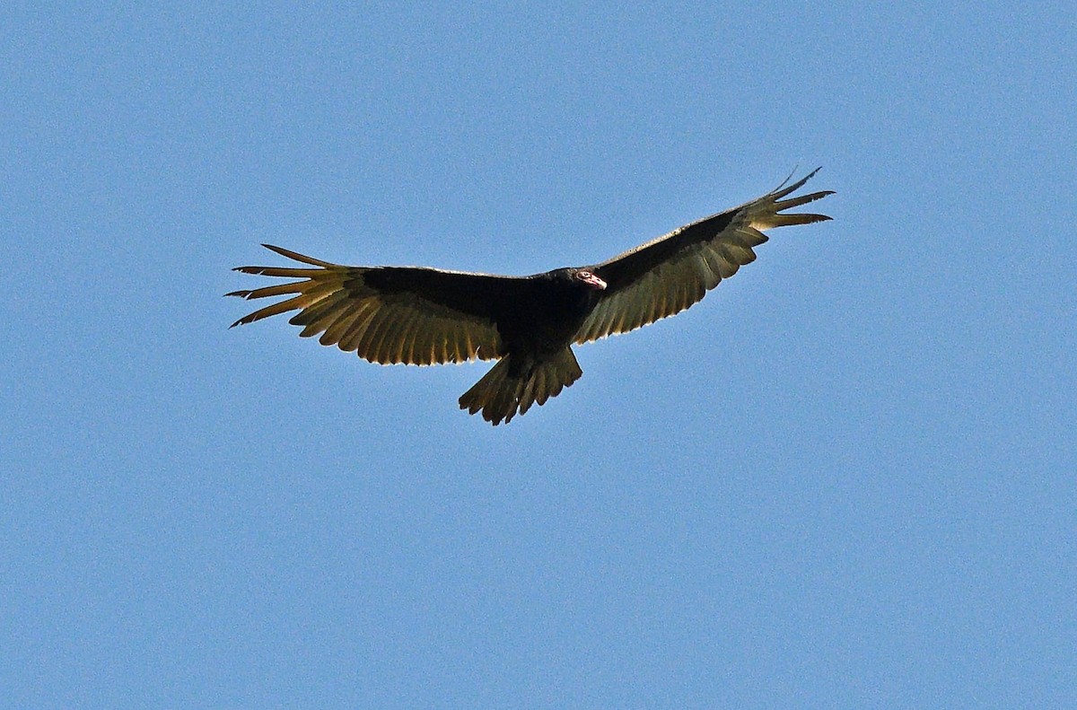 Turkey Vulture - ML619593725
