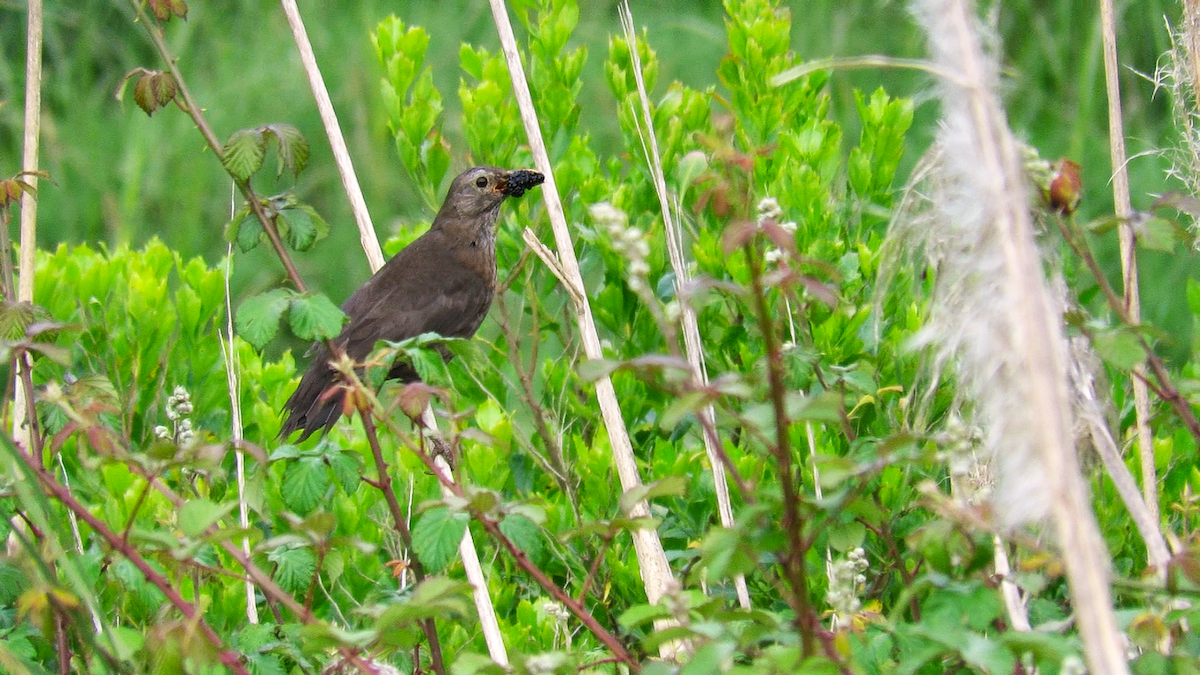 Eurasian Blackbird - ML619593737